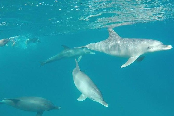 Dolphin Tour Banana Boat from Soma /Sahl Hasheesh/makadi/Safaga - Banana Boat and Sofa Boat Rides: Weather Can Change the Day