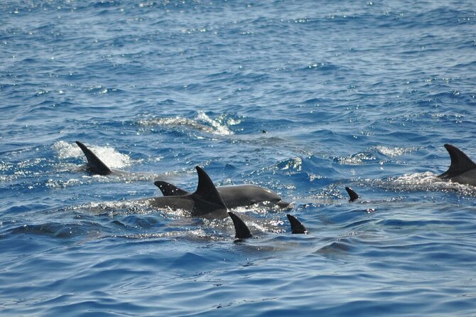 Dolphin Tour Banana Boat from Soma /Sahl Hasheesh/makadi/Safaga - Price and Value: Why About $34.84 Can Make Sense Here