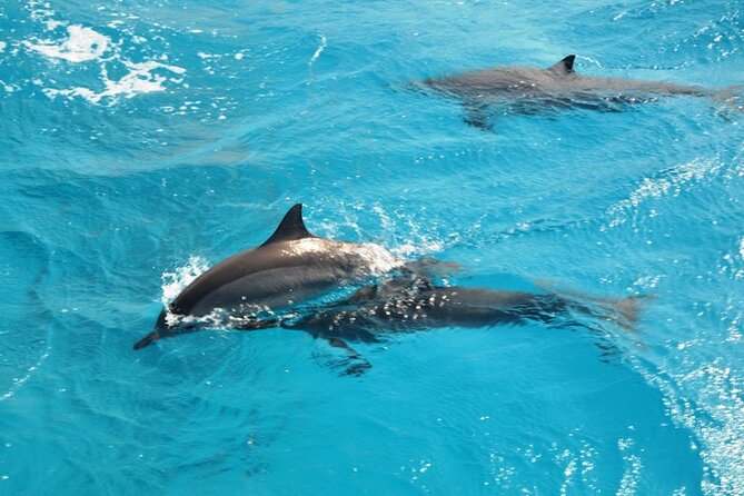 Dolphin Tour Banana Boat from Soma /Sahl Hasheesh/makadi/Safaga - The Dolphinhouse Stop: How the 90% Odds Work in Real Life