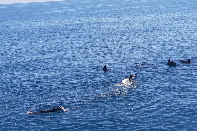 Dolphin tour & banana boat fun with snorkeling from Hurghada - Who Should Book This Dolphin and Snorkeling Day