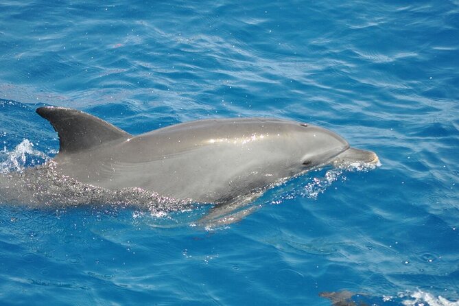 Dolphin tour & banana boat fun with snorkeling from Hurghada - Boat Lunch, Soft Drinks, and Staying Comfortable Between Activities