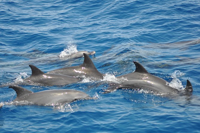 Dolphin Tour in Hurghada - Key moments worth your attention