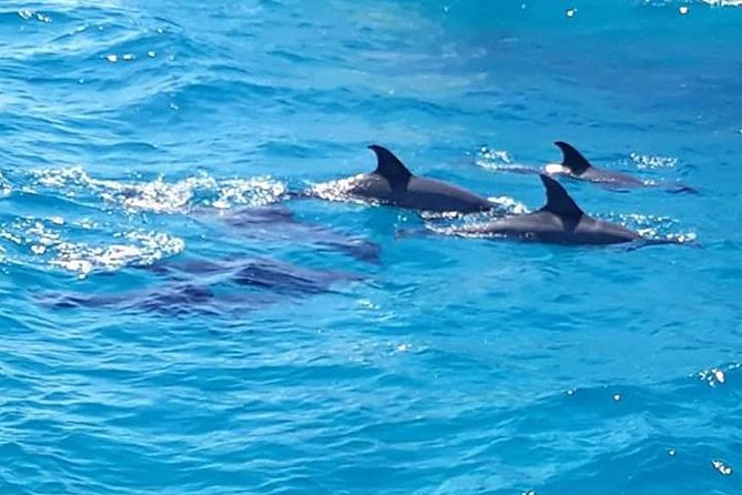 Dolphin Tour in Hurghada - On the boat: what that 7-hour pace feels like