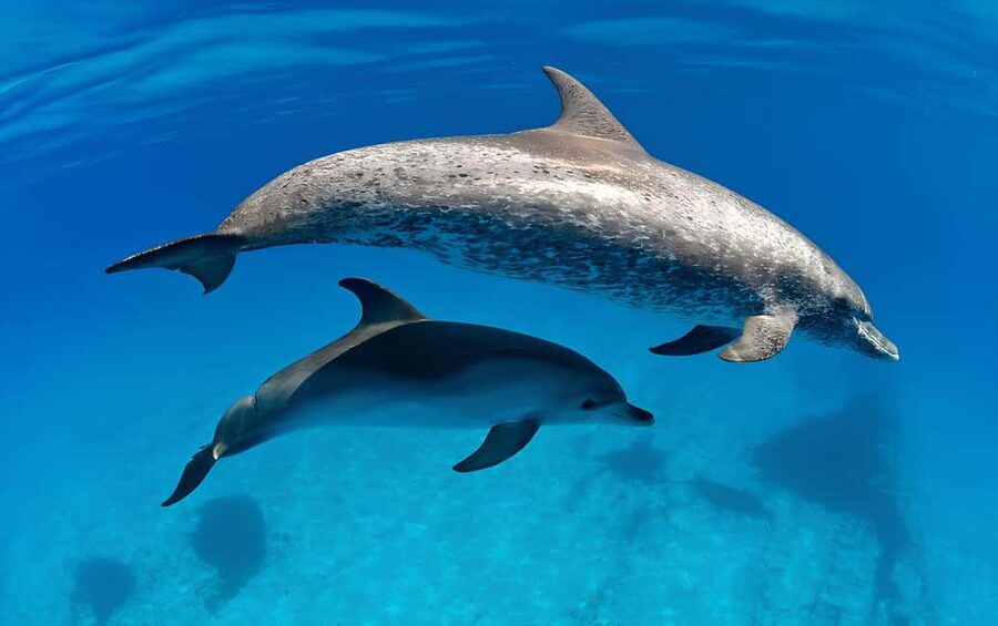 El Gouna Lagoon, Diving with Dolphin, Snorkeling & Lunch - Price and value: how $56 stacks up