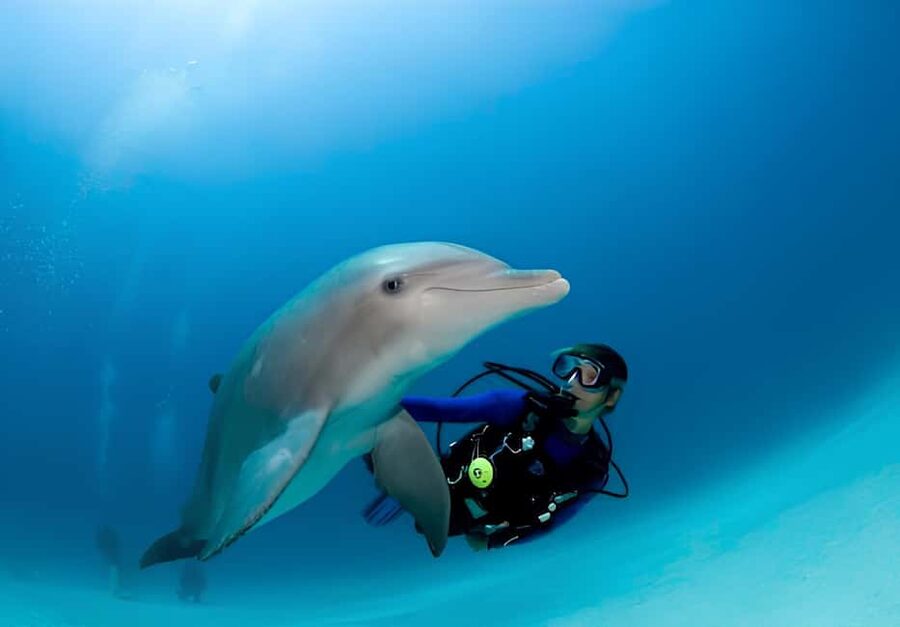 El Gouna Lagoon, Diving with Dolphin, Snorkeling & Lunch - Language, briefings, and getting what you want from the experience