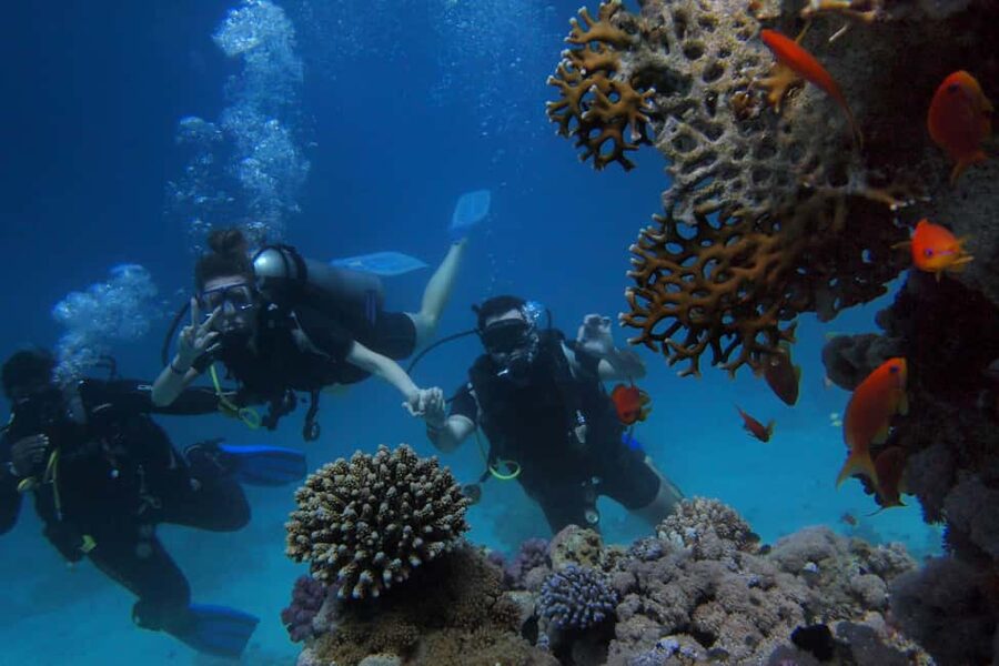 El Gouna Lagoon, Diving with Dolphin, Snorkeling & Lunch - Who this tour suits best (and who might pass)