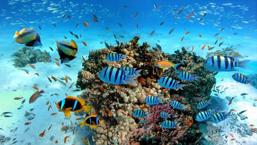El Gouna Lagoon, Diving with Dolphin, Snorkeling & Lunch - Transfers, gear, and what to pack for a sun-heavy Red Sea day