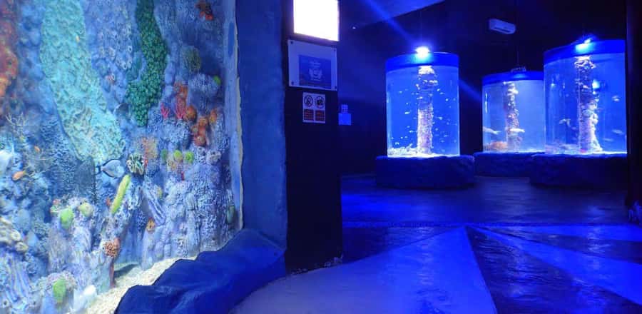 Entry Ticket: Grand Aquarium Hurgada - How Long You’ll Really Spend: 2 Hours vs. 3 Hours in Real Life