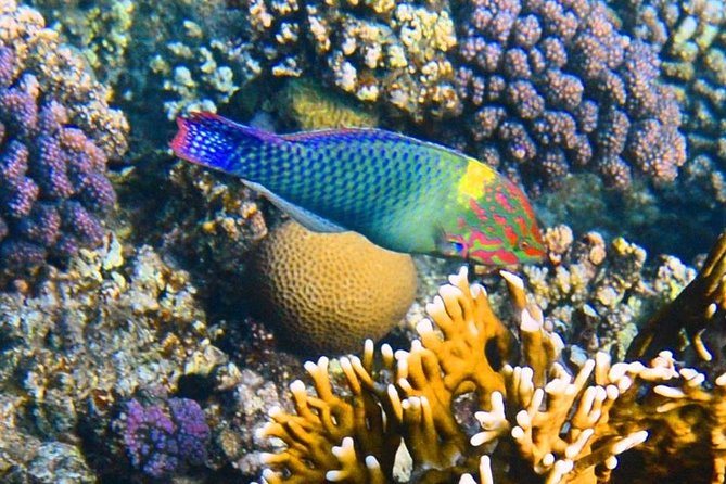 Excursion to the White Island & Ras Mohammed National Park from Sharm El Sheikh - Why White Island and Ras Mohammed Are Worth a Full Day