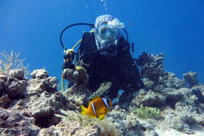 Excursion to Tiran Island by boat - Marine life highlights: corals, fish, and the wreck rumor