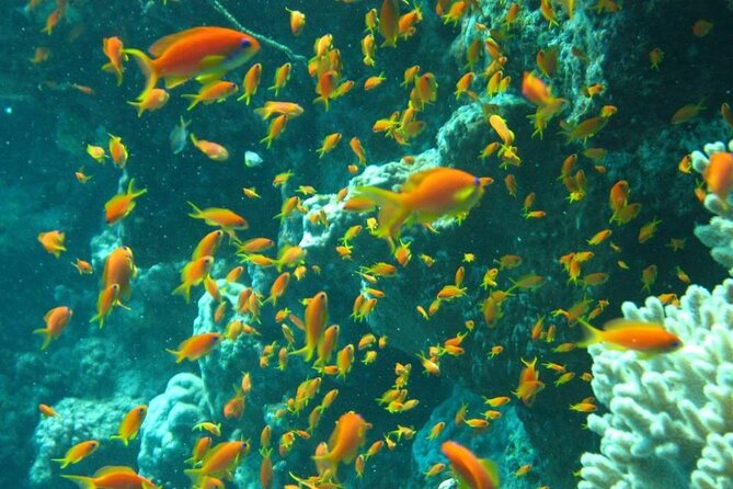 Excursion to Tiran Island by boat - The boat ride and where you snorkel: what the itinerary really means