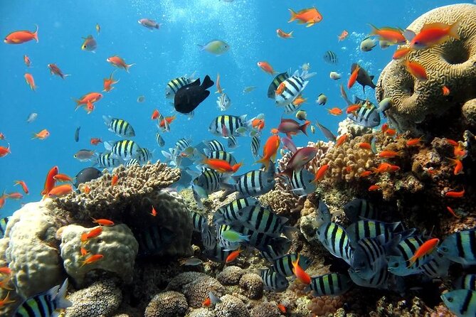 Explore Hurghada: Semi-Submarine Tour & Snorkeling – Hurghada - Semi-Submarine Views, Then a Guided Reef Snorkel
