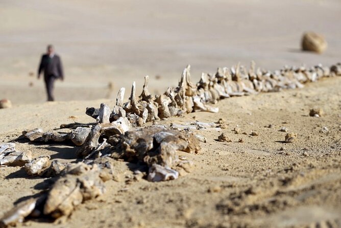 Fayoum 4x4 Safari Adventure, Sandboarding, Lunch, Felucca - Mudawara Mountains panoramas and animal spotting moments