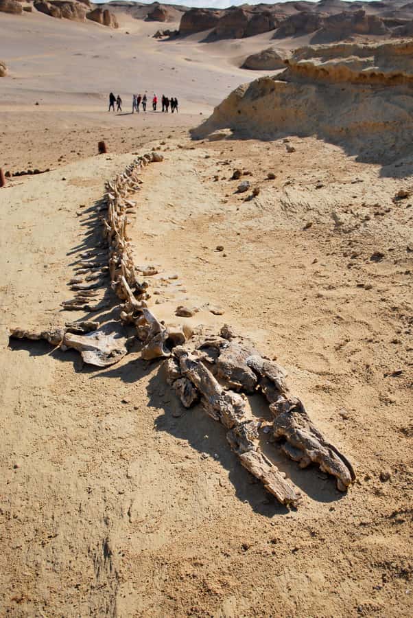 From Cairo: Full-Day Tour to El Fayoum - Does the $100 price feel fair for this day trip?