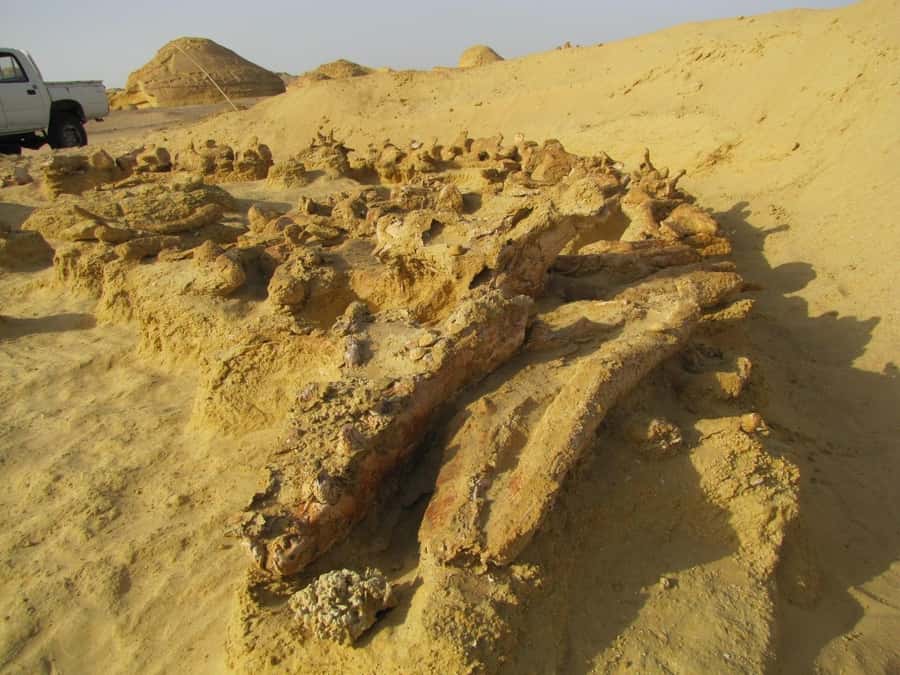 From Cairo: Full-Day Tour to El Fayoum - Whales Valley, Wadi Al-Hitan: where you feel time scale in your bones