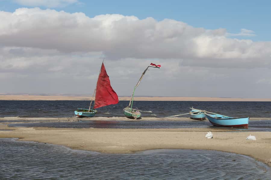 From Cairo: Full-Day Tour to El Fayoum - Lunch at a camp: simple food, good timing, and a calmer pause