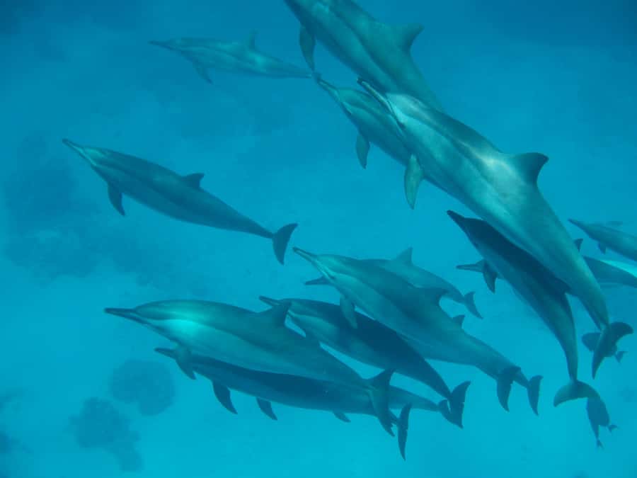From Hurghada: Hula Hula Island Speedboat Tour with Dolphins - Why This Speedboat Trip Feels Like a Real Red Sea Day