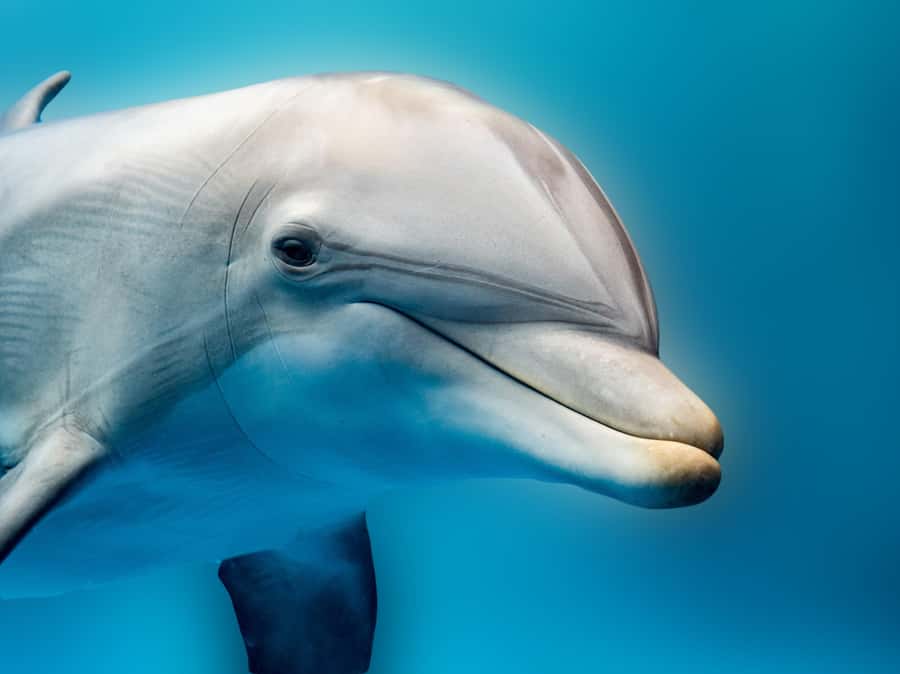 From Hurghada: Hula Hula Island Speedboat Tour with Dolphins - Key Details That Actually Matter Before You Book