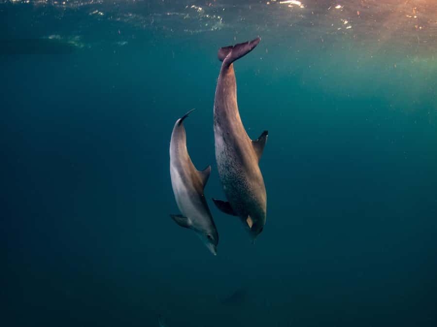 From Hurghada: Hula Hula Island Speedboat Tour with Dolphins - Pickup, Meeting Point, and Getting to the Marina Without Stress