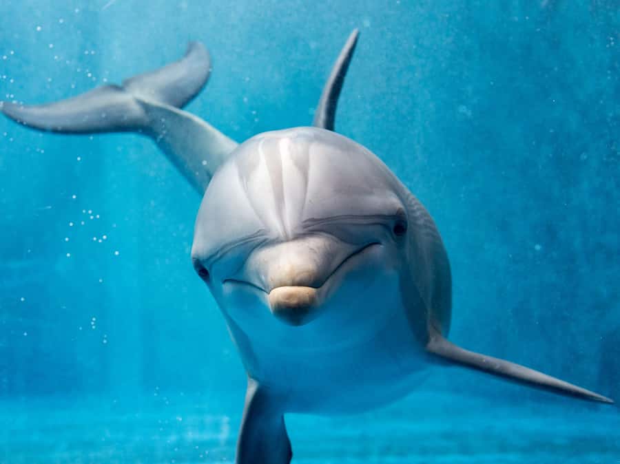 From Hurghada: Hula Hula Island Speedboat Tour with Dolphins - Stop 3, Photo Stop at Abu Minqar Island: The Scenic Credit You’ll Want