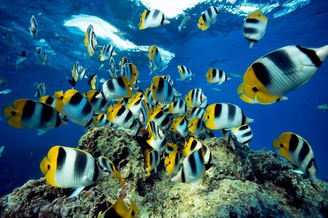 From Hurghada: Orange Bay Snorkeling Trip with Lunch - Orange Bay Island Time and How to Use It Well