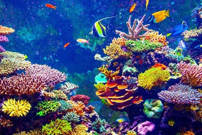 From Hurghada: Orange Bay Snorkeling Trip with Lunch - Price and Value: What $24 Really Buys