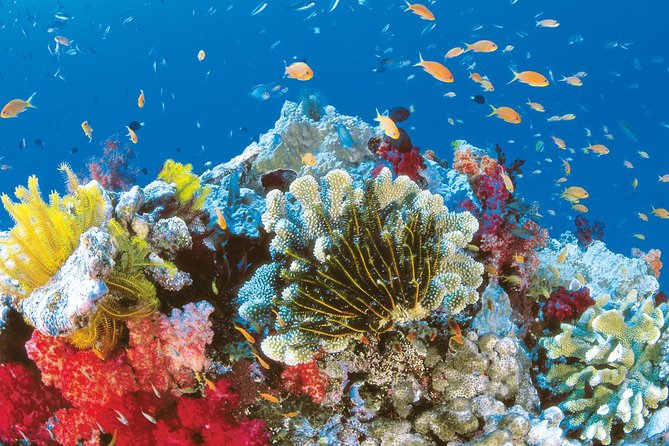 From Hurghada: Orange Bay Snorkeling Trip with Lunch - Who This Tour Fits Best