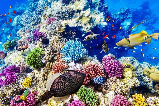 From Hurghada: Paradise Island Full-Day Snorkeling Tour - Group size and crew style, why it feels personal