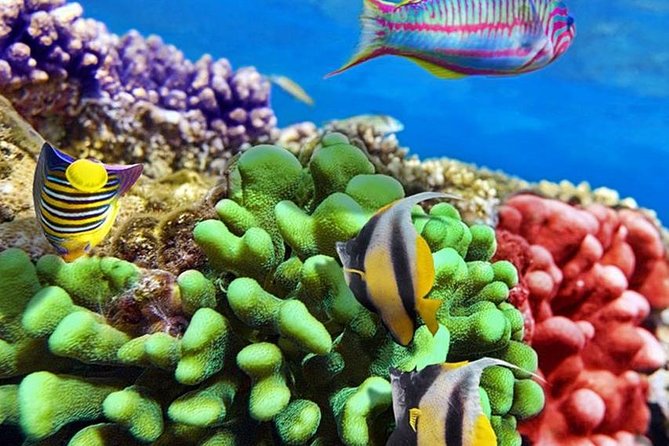 From Hurghada: Paradise Island Full-Day Snorkeling Tour - Price and value in real terms (not just the number)