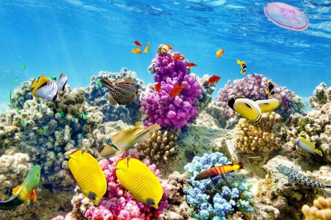 From Hurghada: Paradise Island Full-Day Snorkeling Tour - The Red Sea part you actually care about: snorkeling stops that change things up