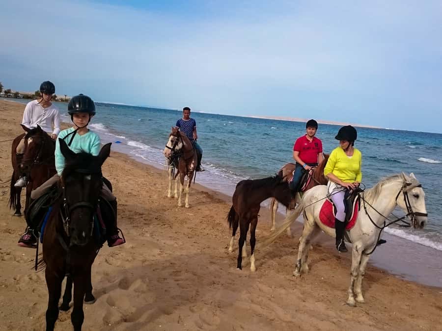 From Hurghada: Red Sea Sunrise and Desert Horseback Riding - Who This Is Best For, and Who Should Probably Pass