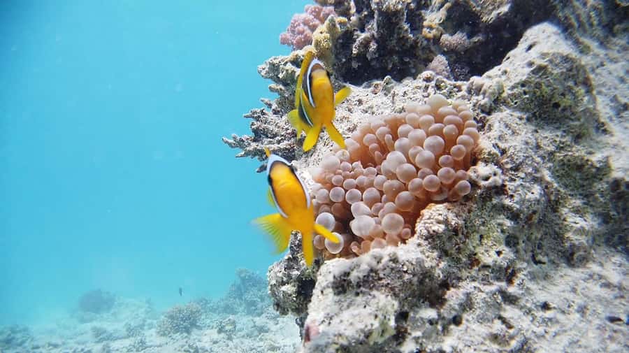 From Sharm: Luxury Diving cruise to Ras Mohammed with Lunch - From Hotel Pickup to the Scuba Center in Sharm