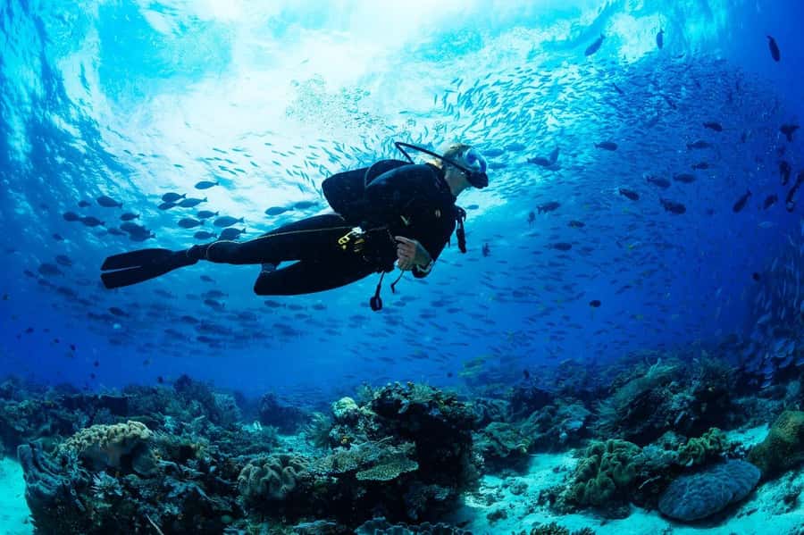 From Sharm: Luxury Diving cruise to Ras Mohammed with Lunch - Underwater Sessions With a Pro Instructor (1 or 2 Options)