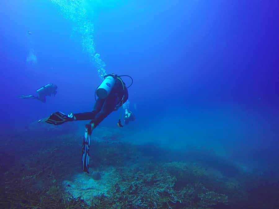 From Sharm: Luxury Diving cruise to Ras Mohammed with Lunch - What Happens During the 90-Minute Surface Interval