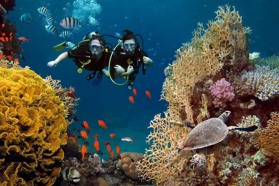 From Sharm: Luxury Diving cruise to Ras Mohammed with Lunch - Price and Value: Is $54 a Good Deal for Ras Mohammed?