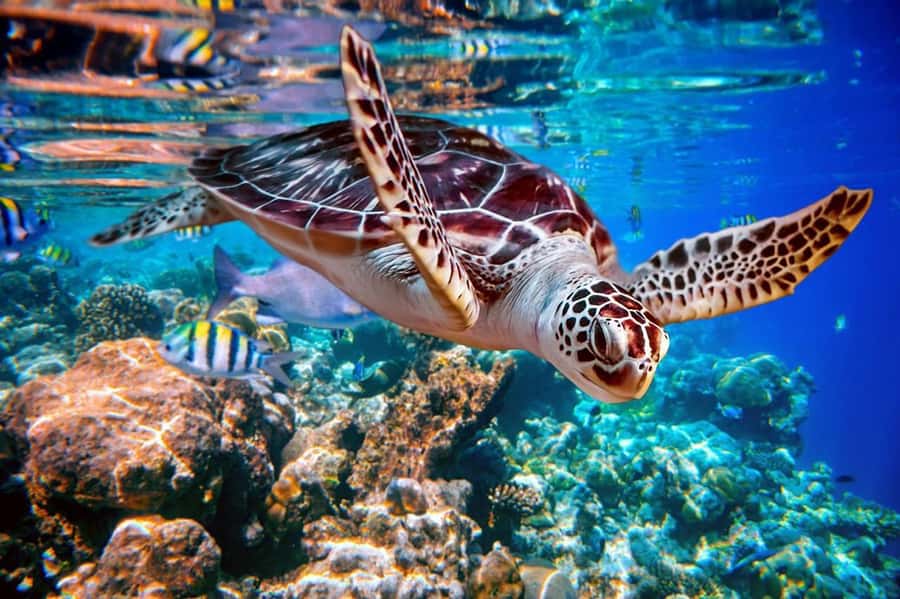 From Sharm: Ras Mohammed snorkeling cruise & optional diving - Getting to Watanya Marina without wasting your morning