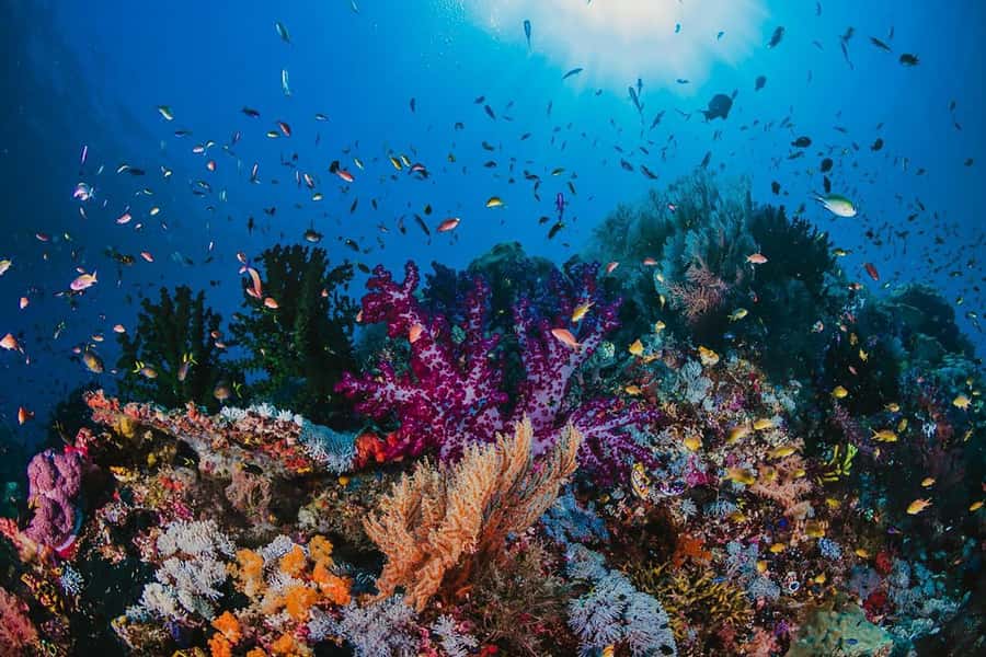 From Sharm: White Island and Ras Mohamed Snorkeling Trip - Scuba session option: extra underwater time if you want it