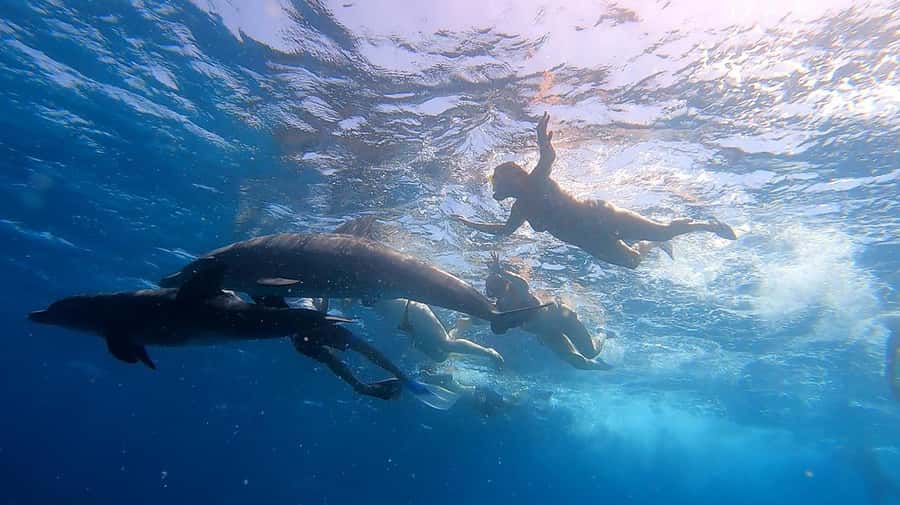 From Sharm: White Island and Ras Mohamed Snorkeling Trip - Transfers and timing: what the schedule feels like