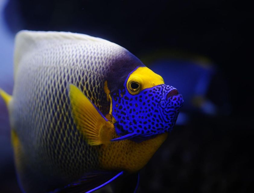 From Sharm: White Island and Ras Mohamed Snorkeling Trip - Meeting point at Watanya Marina, and how to find them