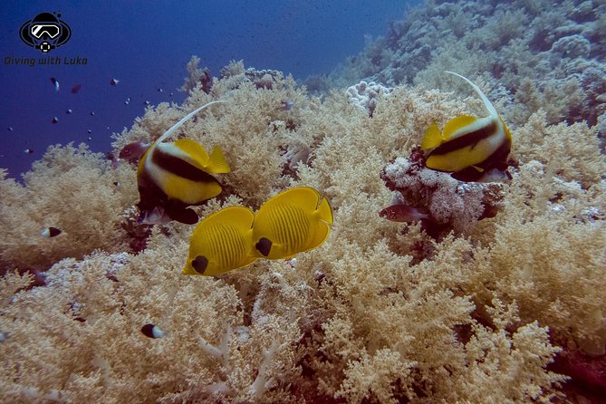 Full day diving with private guide, lunch drinks transportation - Why a private Red Sea scuba day in Hurghada feels like the right call