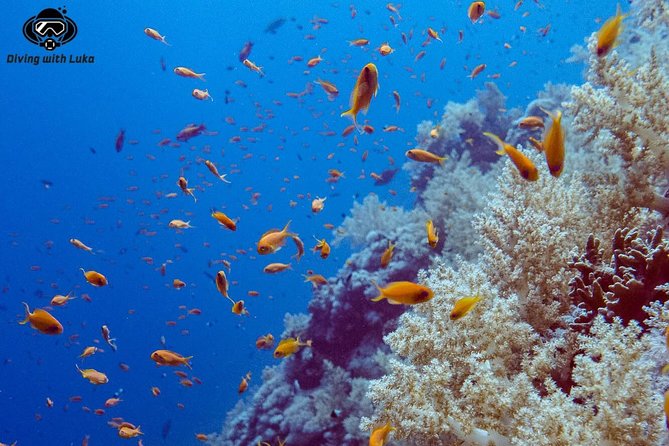 Full day diving with private guide, lunch drinks transportation - 8:30 am pickup, then straight toward the water