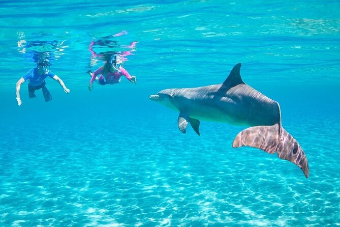Full-day Dolphin House And Swim With Dolphin - Dolphin House and Swim With Dolphin in Hurghada, the Real Value