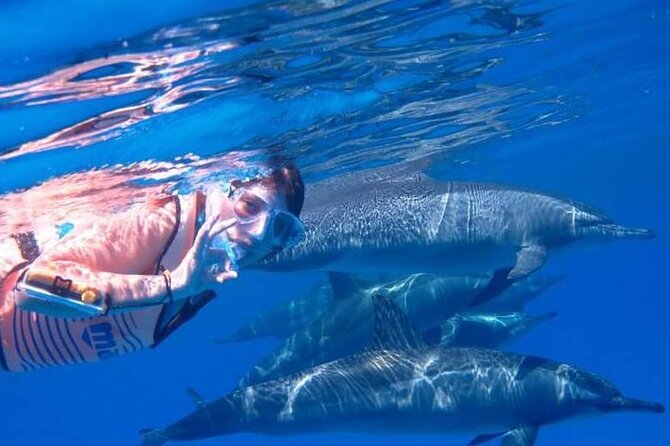 Full-day Dolphin House And Swim With Dolphin - The 8:00 AM Start, Pickup, and Boat Comfort That Matters