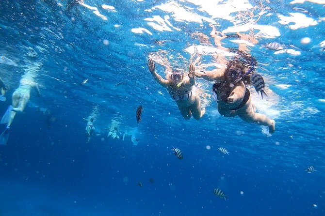 Full-day Dolphin House And Swim With Dolphin - Who Should Book This Tour, and Who Should Skip It
