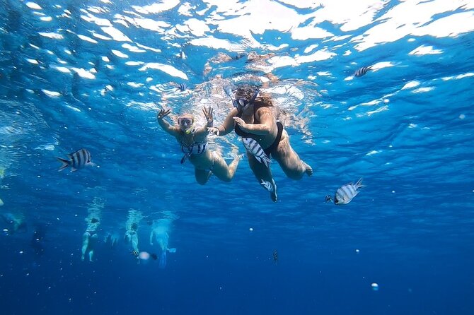 Full-day Dolphin House And Swim With Dolphin - FAQ