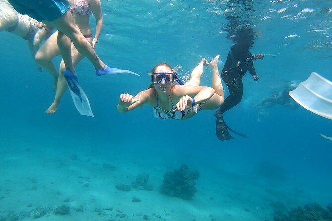 Full-day Dolphin House And Swim With Dolphin - The Dolphin House Search With Three Stops, Why It’s Not a Guarantee