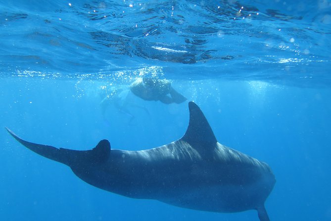 Full-Day Snorkeling with Dolphins in Hurghada with Lunch - Getting on Board in Hurghada: Pickup, Boat Comfort, and Time on the Water