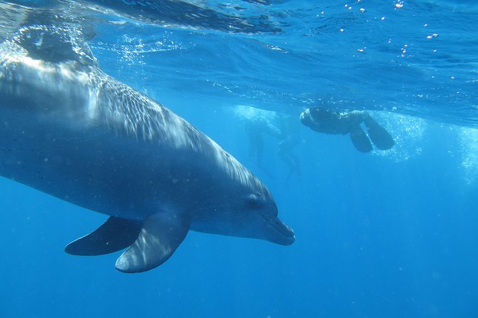 Full-Day Snorkeling with Dolphins in Hurghada with Lunch - Winter Sea Reality: Wind, Choppy Water, and Gear Checks