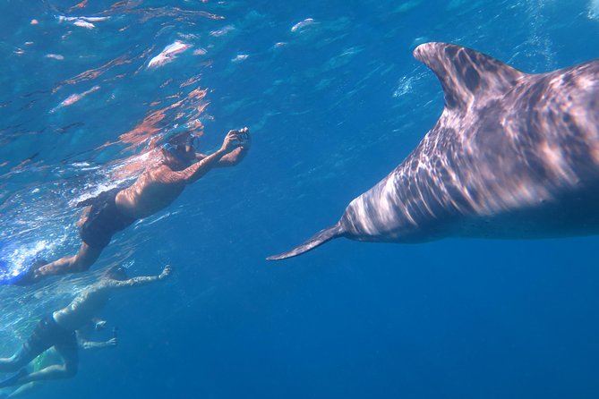 Full-Day Snorkeling with Dolphins in Hurghada with Lunch - Is This Tour for You? Best Matches and Common Mismatches