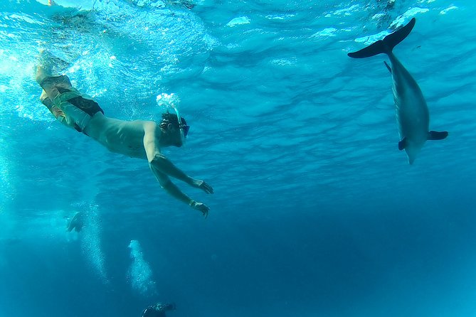 Full-Day Snorkeling with Dolphins in Hurghada with Lunch - Should You Book This Dolphin Snorkeling Day?